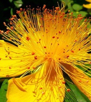 St Johns Wort Healthier You - 