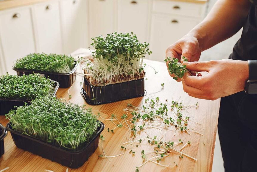 Healthier You Health Benefits Of Microgreens Healthier You